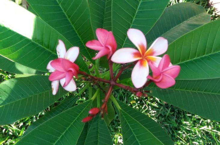 תמרין Comfy Home-Tropical Garden & 5 Min Walk To Beach מראה חיצוני תמונה